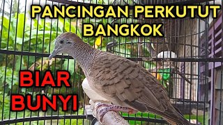 Download lagu PANCINGAN PERKUTUT BANGKOK BIAR BUNYI LANGSUNG PADA NYAUT