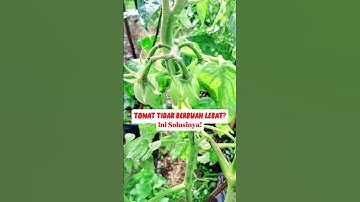 Paling Ampuh! Bikin Tomat Berbuah Lebat dengan Cara Ini #tomato #gardeningtips #gardening #pruning