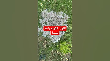 القرآن الكريم راحة نفسية #قرآن #اكسبلور #القرآن_الكريم #تيك_توك #quran #لايك #راحة_نفسية #ترند #في