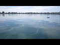 Foster City Central Lake. 2020-04-25