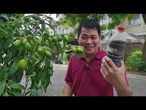 Video: Impormasyon ng Puno ng Kumquat - Paano Pangalagaan ang Mga Puno ng Kumquat