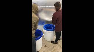 Cannabis Trim Bubble Hash Washes 2 & 3