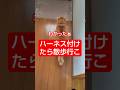 ハーネス付けたら散歩行こ #しゃべる猫
