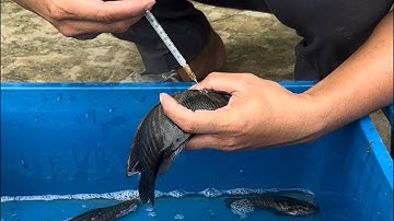 Hướng Dẫn Sinh Sản Cá Sặc Rằn Nhân Tạo