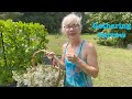 Come with me to Gather Yarrow.  #herbal #garden #homesteading #herbalife