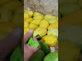 Ricos mangos 🥭