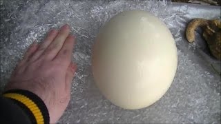 Microwave Me: Ostrich Egg (Easter Special)
