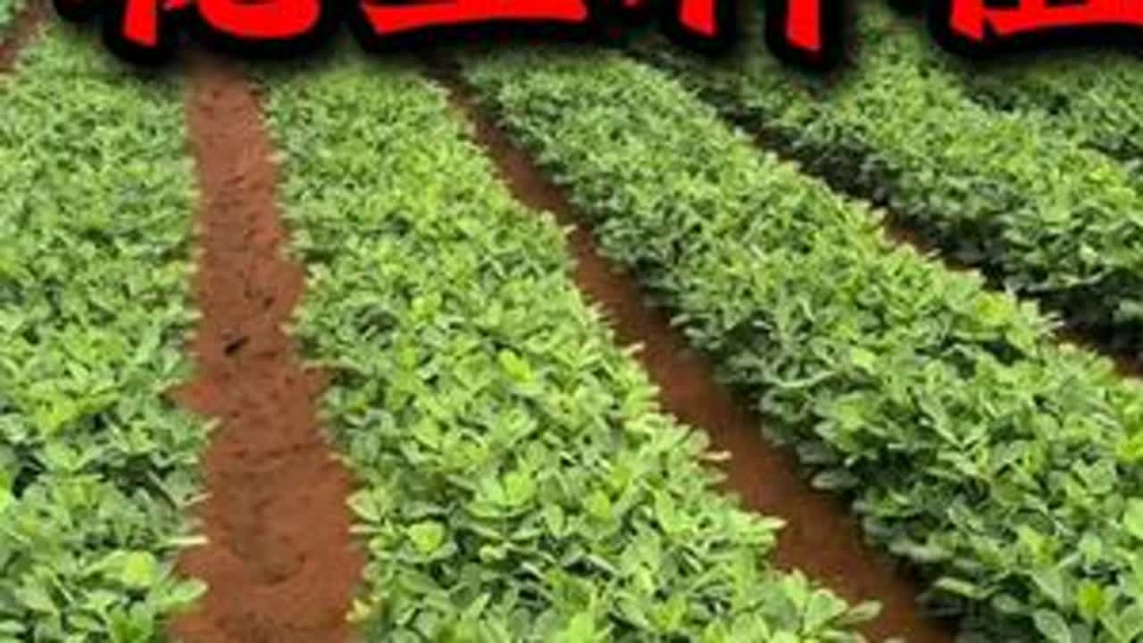 #花生 #花生种植 #花生种植技术 #三农 #服务三农