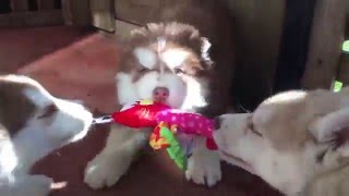 This is how adorable puppies fight over a toy! by Pure Siberian Husky 4,473 views 8 years ago 1 minute, 20 seconds