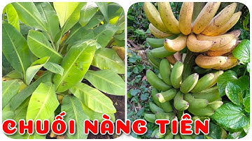 Cây Chuối Nàng Tiên cấy mô | 0386569374 - Ngọc Ngân Bến Tre | Chuyên cây độc lạ