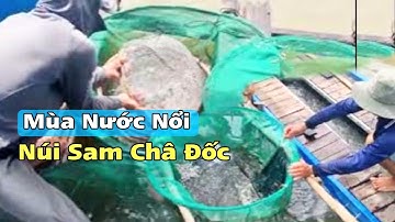 Mùa Nước Nổi 2025 – Cá Linh Theo Dòng Mekong Về Núi Sam Châu Đốc, Tấp Nập