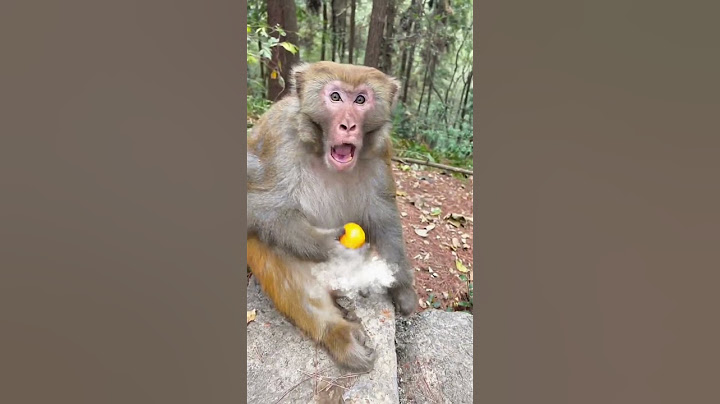 Man Rocked Monkey Shocked 🤣🤣 Funny Monkey Video