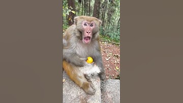 Thumbnail of Man Rocked Monkey Shocked 🤣🤣 Funny Monkey Video