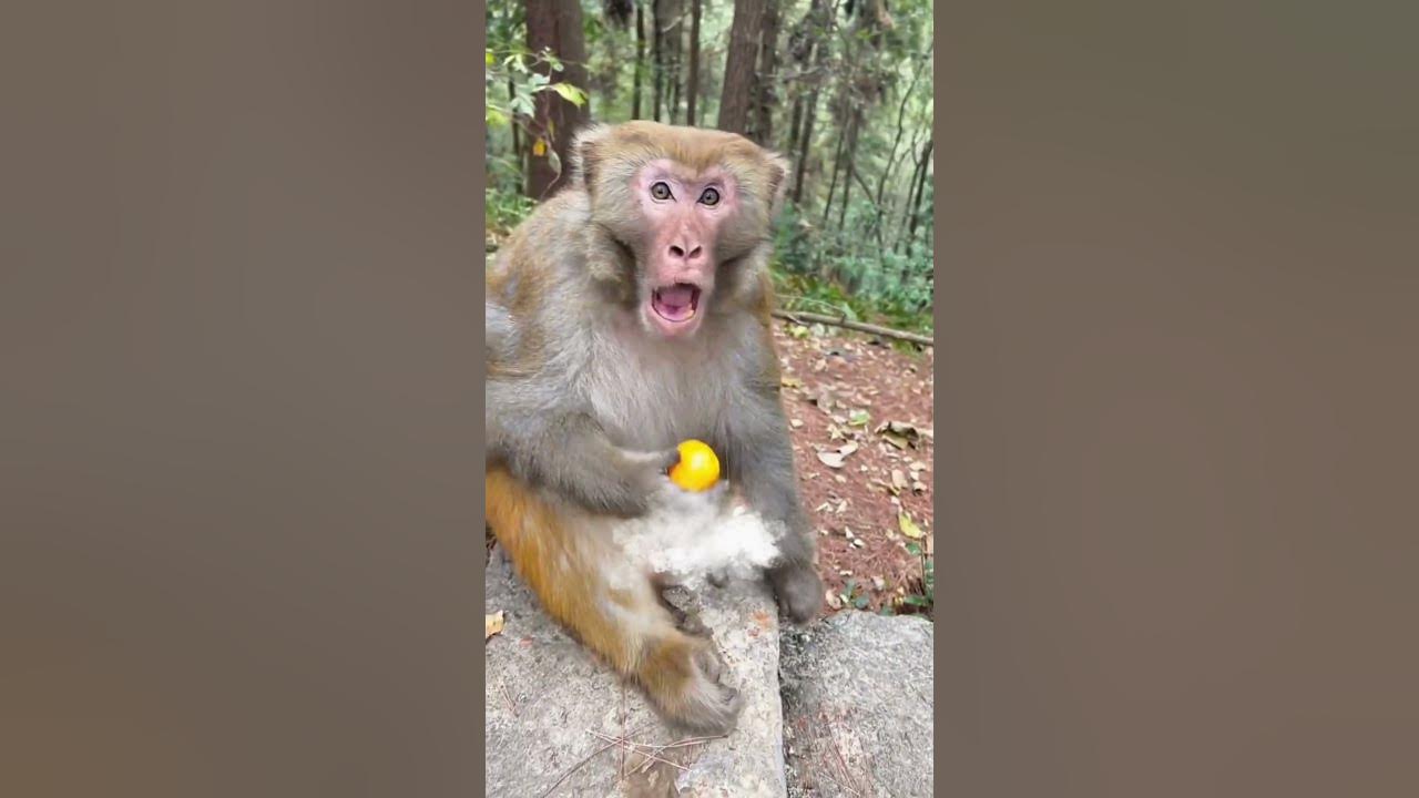 Man Rocked Monkey Shocked 🤣🤣 Funny Monkey Video Man Rocked Monkey Shocked 🤣🤣 Funny Monkey Video
