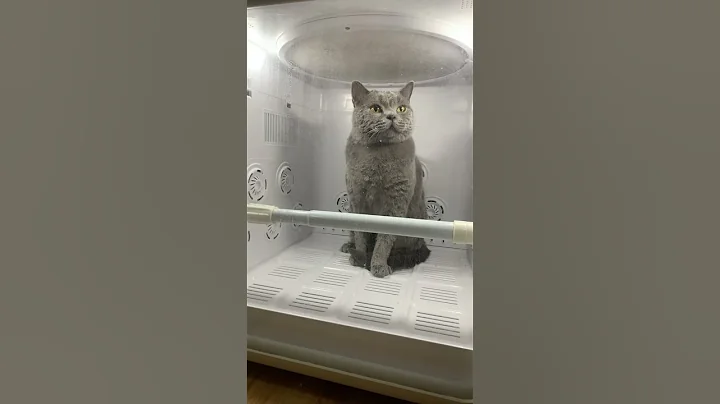 Video 10986901: cat dry bath, cat bathing fun