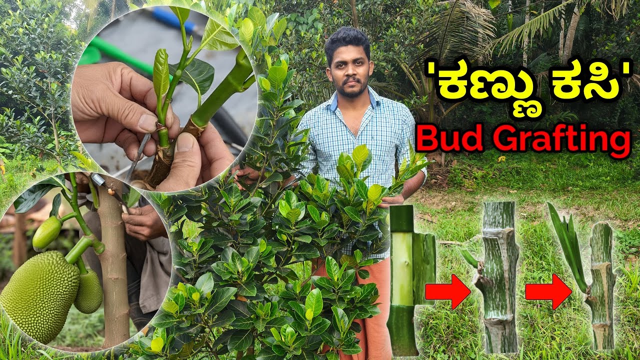 ಸುಲಭವಾಗಿ ಕಸಿ ಕಟ್ಟುವ ವಿಧಾನ. ಈ ಸೂಕ್ಷ್ಮತೆ ಗೊತ್ತಿರಲಿ. ಒಂದು ಗಿಡದಿಂದ ಲಕ್ಷ ಗಿಡ..! Bud grafting method