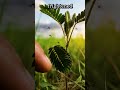 Plants That Move Without Wind 🌿 Nature’s Creepiest Living Machines #shorts #usa #trending