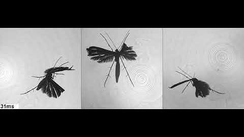 Plume moth flying in slow motion