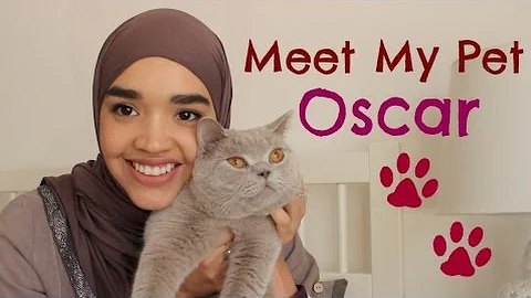 Watch the video about Meet My Pet Oscar British Shorthair - The Pet Tag | The Sewist