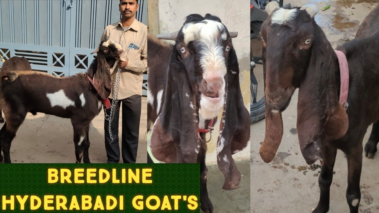 pure hyderabadi breedline goats in Hyderabad Amberpet hyderabadi Kali
