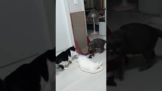 고양이 놀이영상
