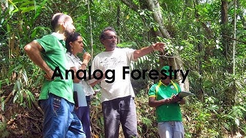What is Analog Forestry ? Vlog 400