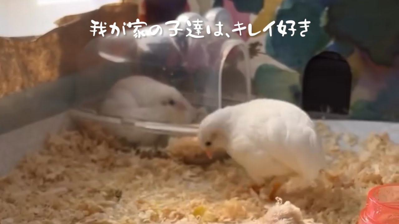 我が家のヒメウズラは超潔癖