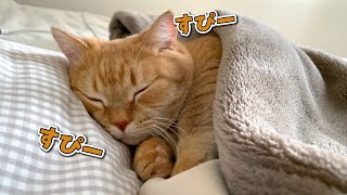 寝息をたてながら人間みたいに爆睡する猫が可愛すぎて動けません