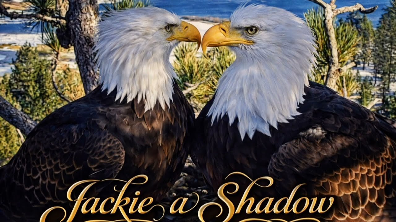 Velká radost 🌞 Jackie snesla první vajíčko 🥚🍀❤️  (Druhá snůška po ztrátě prvních vajec.)