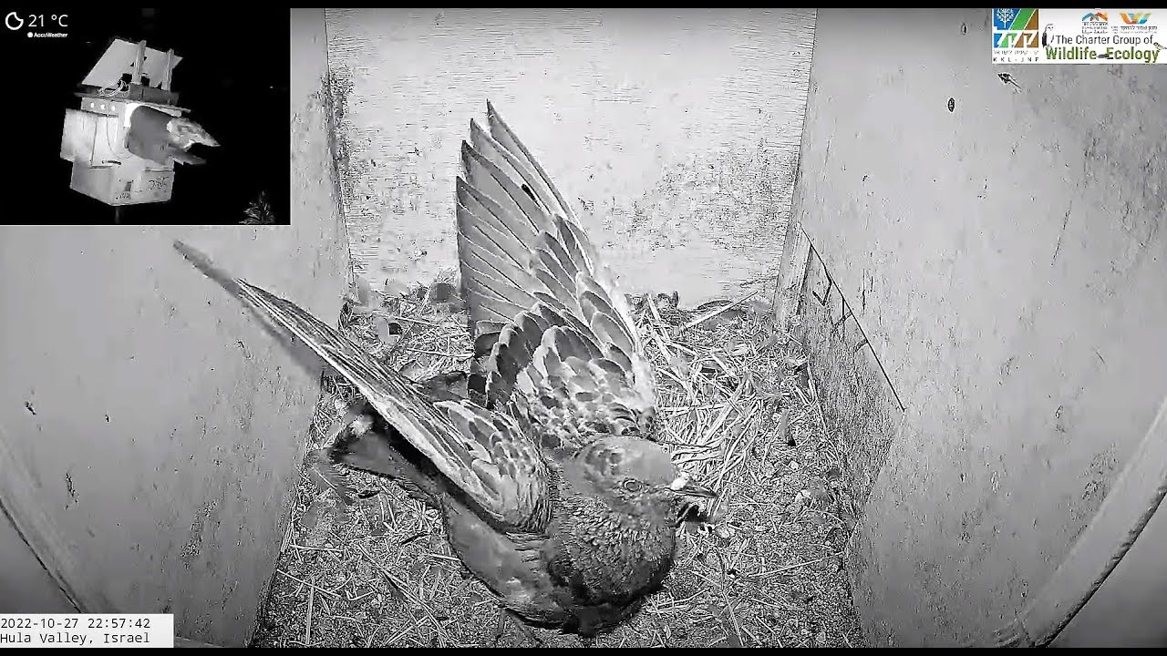 Pigeon scares away barn owl from her nest. - YouTube