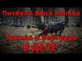 Питбули Black Mamba!!! Текила и Бертруда в деле!