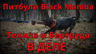 Питбули Black Mamba Текила И Бертруда В Деле