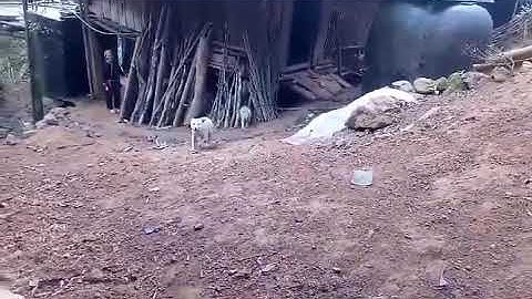 CHÓ CỘC ĐUÔI BẢN MÔNG HOANG DÃ: Bản năng canh gác