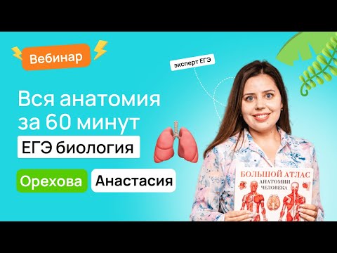 🫁 Вся анатомия