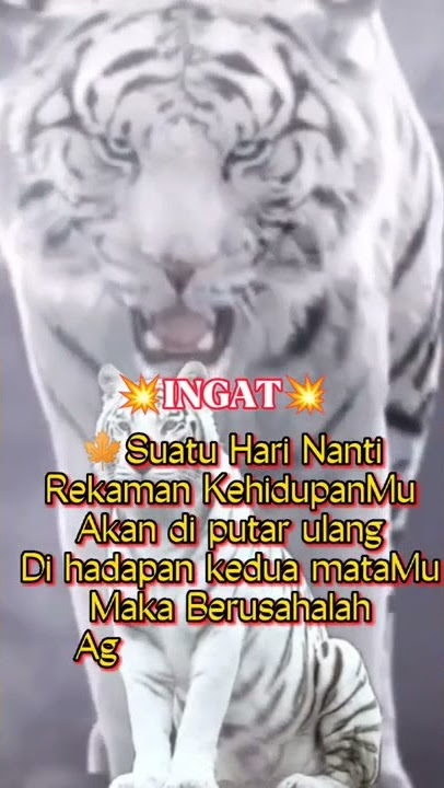 story wa macan putih #macanputih #khodammacan #motivasikehidupan