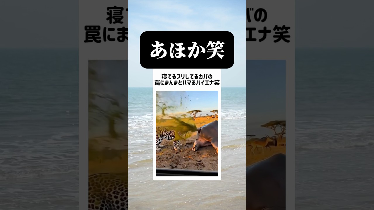 カバの不意打ちを喰らうハイエナ😂
