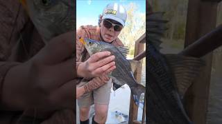 river white bass #fishing #whitebass #riverfishing