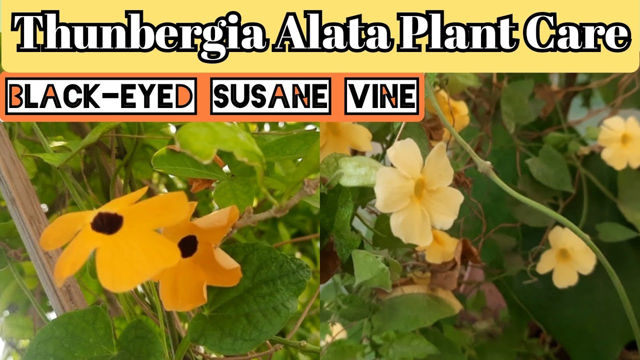 Thunbergia Alata plant care and propagation, Blackeyed Susane vine