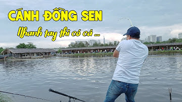 Cám Cnf Câu Cá Tra | Hồ Câu Giải Cánh Đồng Sen | Chung Nguyễn Fishing