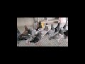 Racening Pigeons دسته کبوتر پلاکی فوق العاده زیبا Racening Pigeons دسته کبوتر پلاکی فوق العاده زیبا
