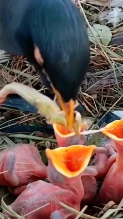 Induk burung jalak Nias sedang meloloh anaknya #alamliar #kicauburung #kicaumaniaindonesia