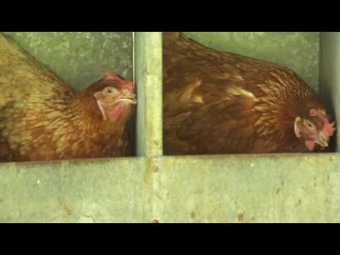 Video: ¿Son amigables los pollos lohmann brown?