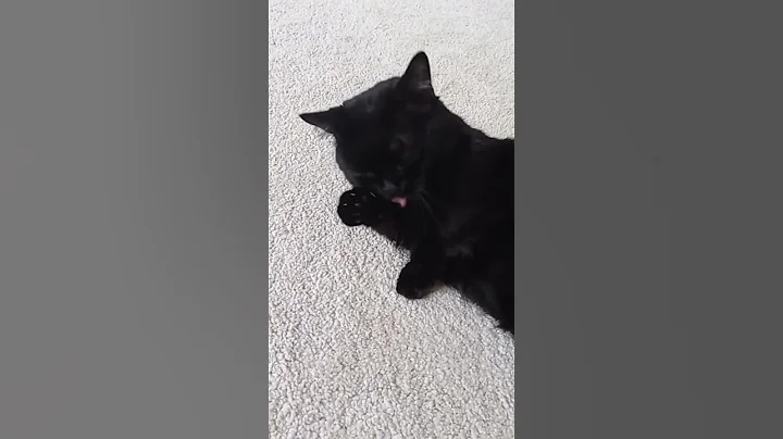 Video 3615791: munchkin black cat cutecats, munchkin black cat cute