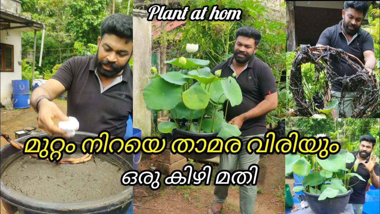 ഒരു കിഴി പോർട്ടിൽ വച്ചാൽ മതി മുറ്റം നിറയെ താമര വിരിയും How to Grow Lotus Plant at home Easy Method
