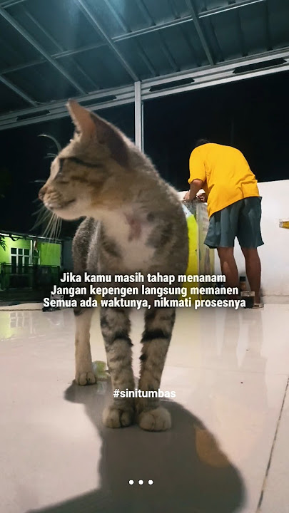 Download lagu SirSaid #sinitumbas