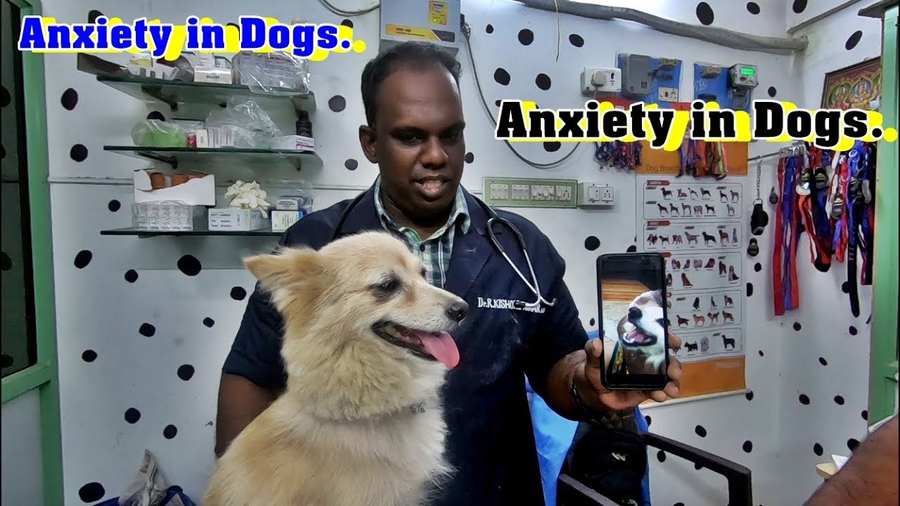 Anxiety In Dogs Treating Dog Anxiety Treatment Vlog Series YouTube