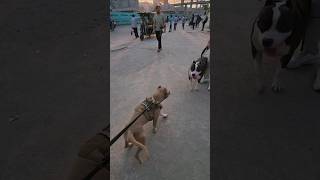 56 Kg Vs 26 Kg Bully And Mafia