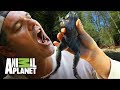 Rana toro comparte desayuno con Frank | Wild Frank en California | Animal Planet