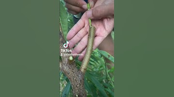 Chuyên gia hướng dẫn cách ghép cây đào tại nhà vụ hè