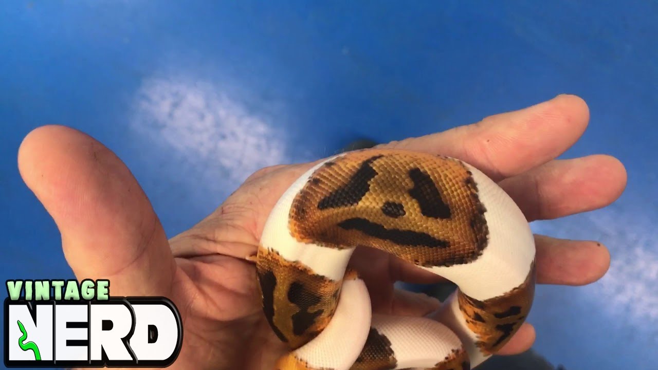 Jack O Lantern face on Ball Python! - YouTube